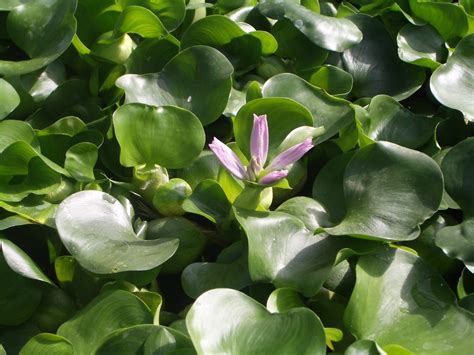 Freshwater Plants ~ The Fancy Flora