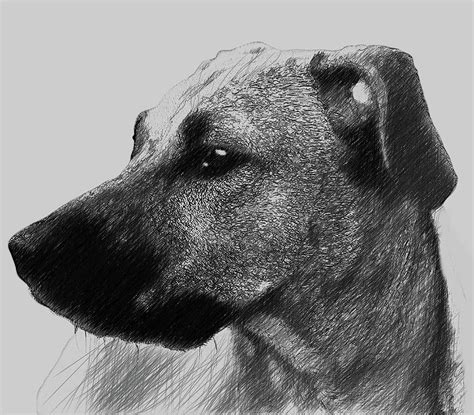 Black Mouth Cur Dog Digital Art By Bob Smerecki Fine Art America