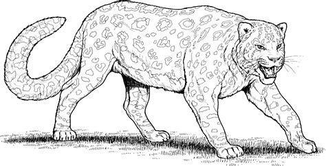 Leopard Coloring Pages Learny Kids
