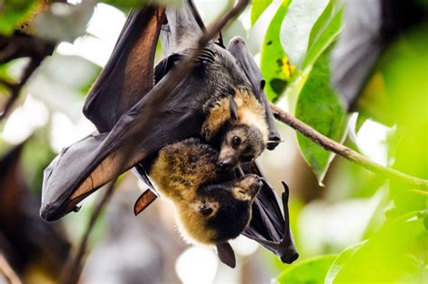 Spectacled Flying Fox Pteropus Conspicillatus Palm Oil Detectives
