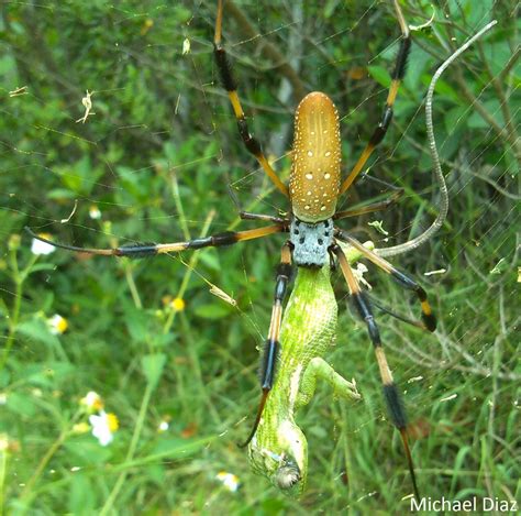 It only needs some water. Spider Catches Knight Anole | Anole Annals