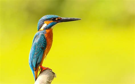 Kingfisher Full Hd Wallpaper And Background Image 1920x1200 Id554044