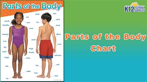Best Human Body Chart Scientific Poster Body Parts Diagram Youtube