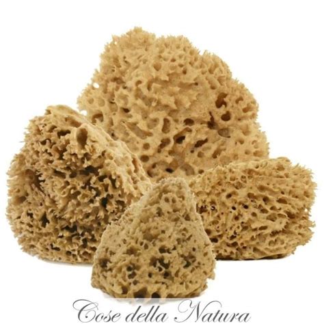Cose Della Natura Natural Body Brown Honeycomb Sea Sponge 1214 Gr