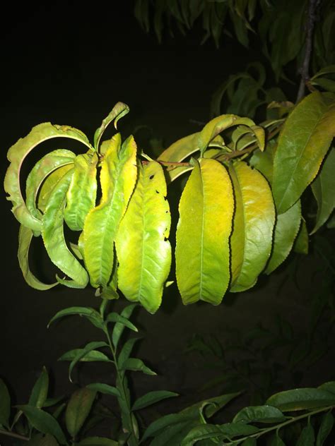 Leaf Curl On Nectarine Tree Rplantclinic