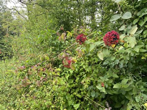 The Wayfaring Tree Viburnum Lantana The Natural Navigator