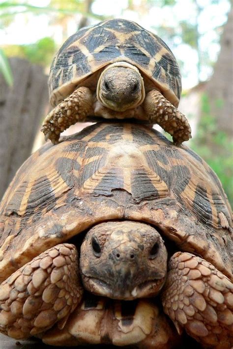 How To Wake Your Hibernating Pet Tortoise Tortoise Turtle Tortoises