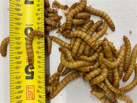 Giant Mealworms