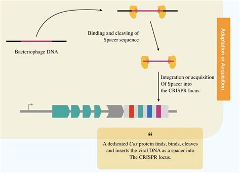How Does The CRISPR Mediated Adaptive Immune System Work In Bacteria