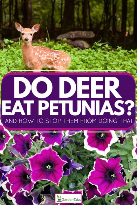 Growth of pseudomonas fluorescens (strain a506) in 1:2 or 1:6 dilutions of nectar from petunia hybrida (pet). Do Deer Eat Petunias? [And how to STOP them from doing ...