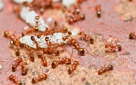Problems Fire Ants Bring To Your Pensacola Property