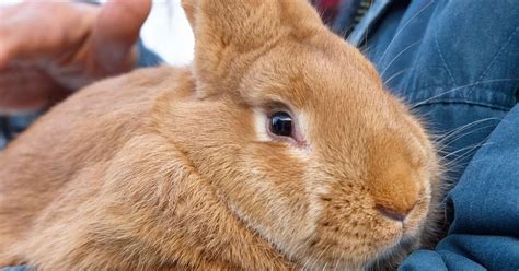 Do Rabbits Recognize Their Owners 7 Signs Your Bunny Knows And Likes You