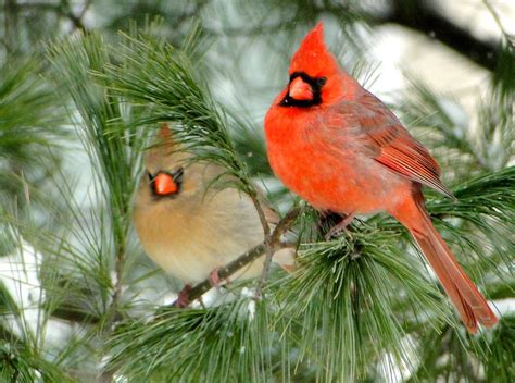 Northern Cardinal Male And Female Jmc Nature Photos Flickr