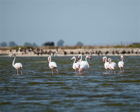 Flamingos Western Cape South Africa License Image 13707085