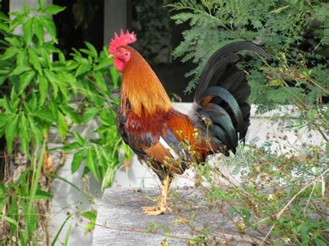 It is known from specimens collected by early european explorers. Guadeloupe