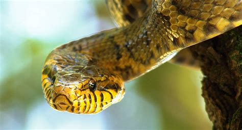 Grow to epic length by playing these snake games. Great Snakes | Smithsonian Channel