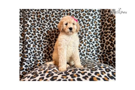 Sassy Poodle Standard Puppy For Sale Near Lakeland Florida