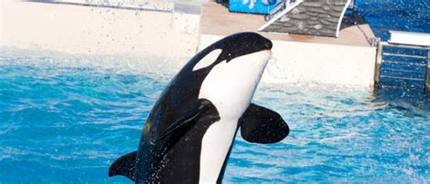 Kayla The Orcas Death At Seaworld Shows Why Orca Captivity Must End