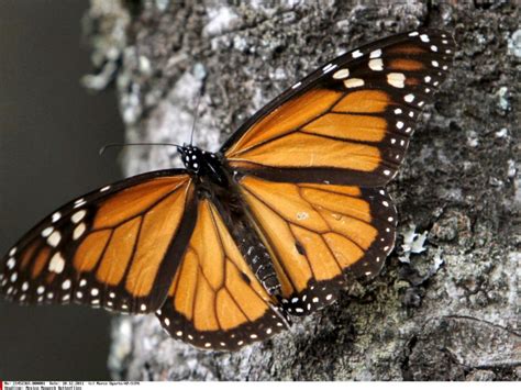 La Migration Du Papillon Monarque Nest Plus Un Mystère Sciences Et