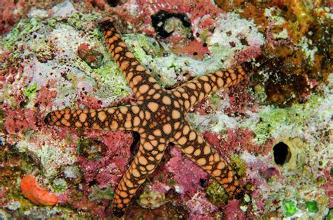 Indian Sea Star Fromia Indica Photograph By Pete Oxford