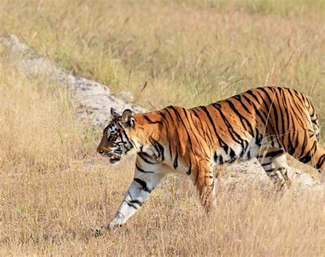 Top Tips For Bandhavgarh National Park Jungle Safari Mp Tourism