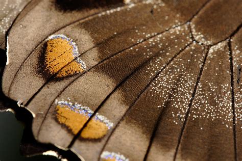 File:Butterfly wing closeup.jpg