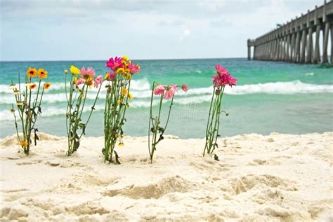 Flowers By Ocean Stock Image Image Of Shore Break Flowers 17956499
