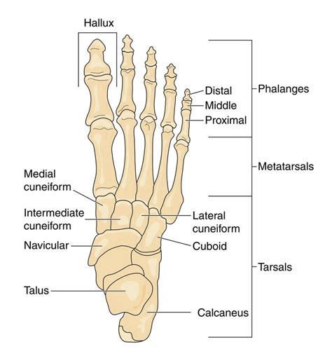 Diagrams Of The Foot Diagram Link Anatomy Bones Ankle Anatomy
