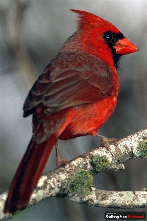 Cardinal West Virginia State Bird Cardinal Birds Beautiful Birds