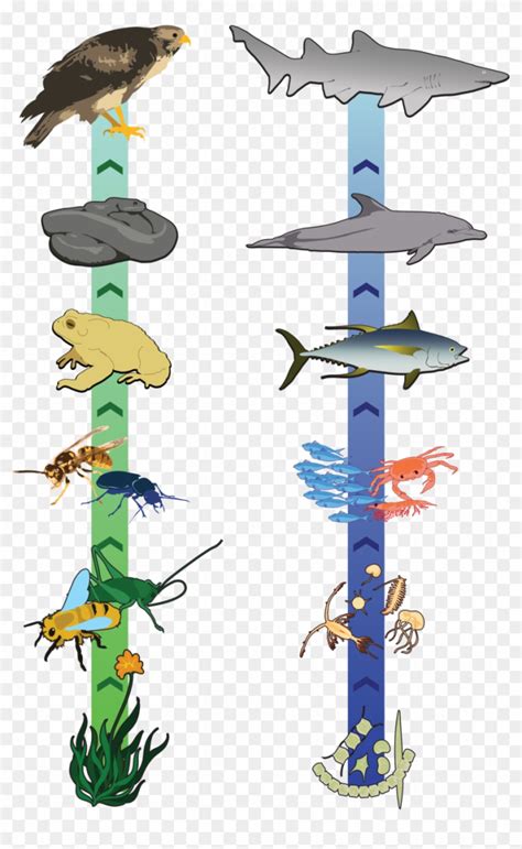 Food Chain Clipart Desert Food Chain Stock Illustrations Images