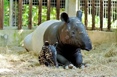 Baby Tapir Stock Photo Image Of Baby Wild Strange 29260988