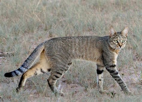 African Wildcat Felis Lybica The Ancestor Of All Domestic Cats