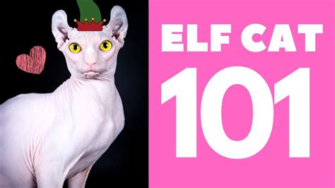 The Elf Cat 101 Breed And Personality Youtube