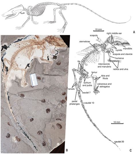 New Jurassic Mammaliaform Sheds Light On Early Evolution Of Mammal Like