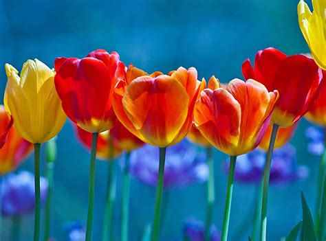 Brightly Colored Tulips Wallpaperhd Flowers Wallpapers4k Wallpapers