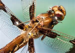 Dragonflies Are The Worlds Deadliest Hunters Daily Mail Online
