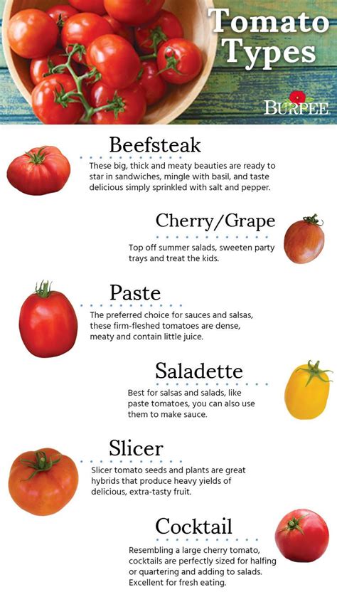 Tomato Variety Types Of Tomatoes Chart