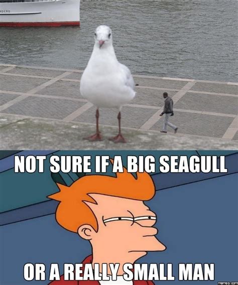 Funny Seagull Memes