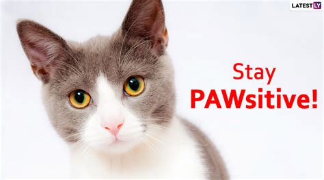 These puns aren't just bad. International Cat Day 2020: Pawsome Cat Puns That Will ...
