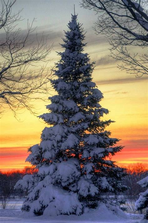 The Most Beautiful Christmas Tree Winter Sunset Beautiful Nature