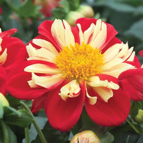 Dahlia Star Sister Red And Yellow Annual Bedding Plants Van