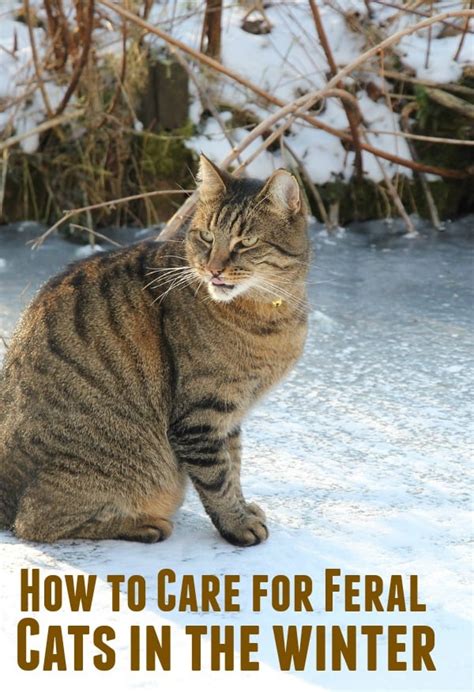 How To Care For Feral Cats In The Winter Other Peoples Pets