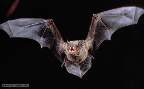 Vampire Bat Rain Forest Reports