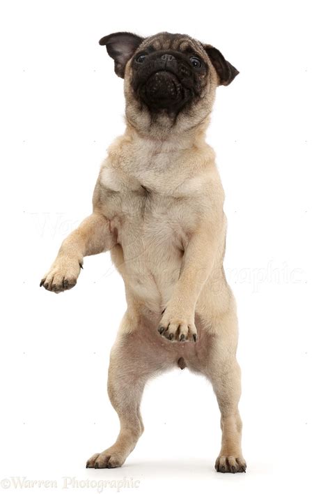Dog Pug Puppy Standing On Hind Legs Photo Wp42276