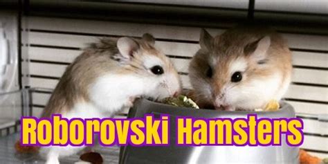 Robo Dwarf Hamster Care Roborovski Facts