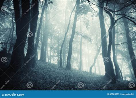 Enchanted Mystical Fantasy Forest With Fog Stock Image Image Of