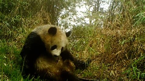 Giant Panda National Park Records Wild Panda Playing At Watering Hole