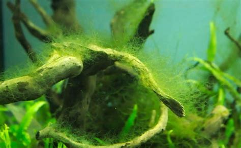 Types Of Algae In Planted Aquarium Aquarium Views