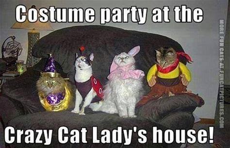 Crazy Cat Lady Archives Fun Cat Pictures