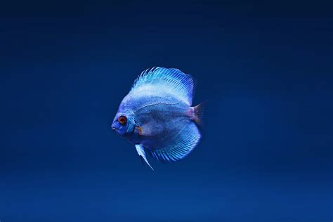 Blue Discus Fish · Free Stock Photo
